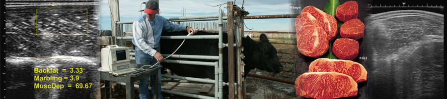 beef cattle ultrasound services, cup ultrasound, cpec ultrasound, feedlot management software, reproduction fetal ultrasound